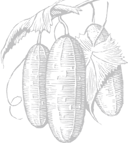 Gin & Tonic Recipe - Hendrick's Grand Cabaret Gin