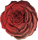 Red rose