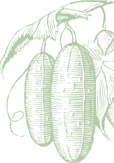 Cucumber background decoration
