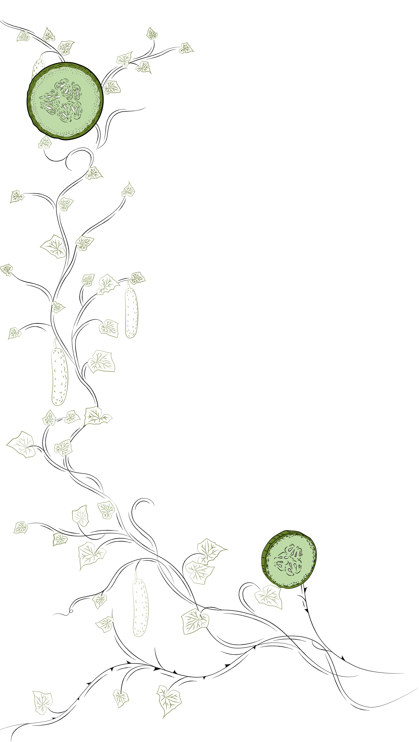 vine with cucumber
