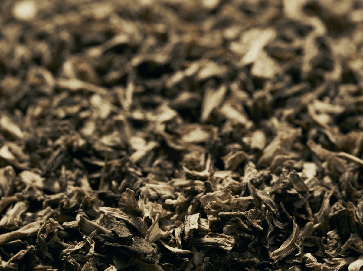 Botanical Angelica root