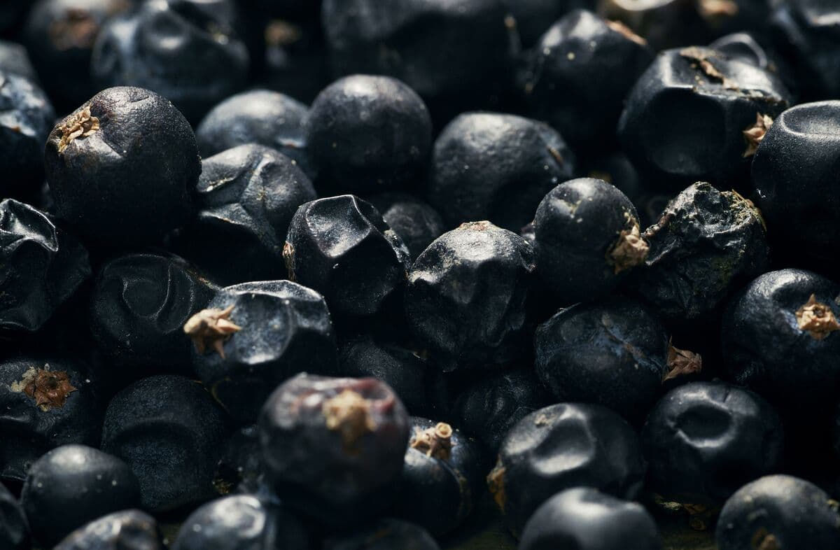 Botanical Juniper