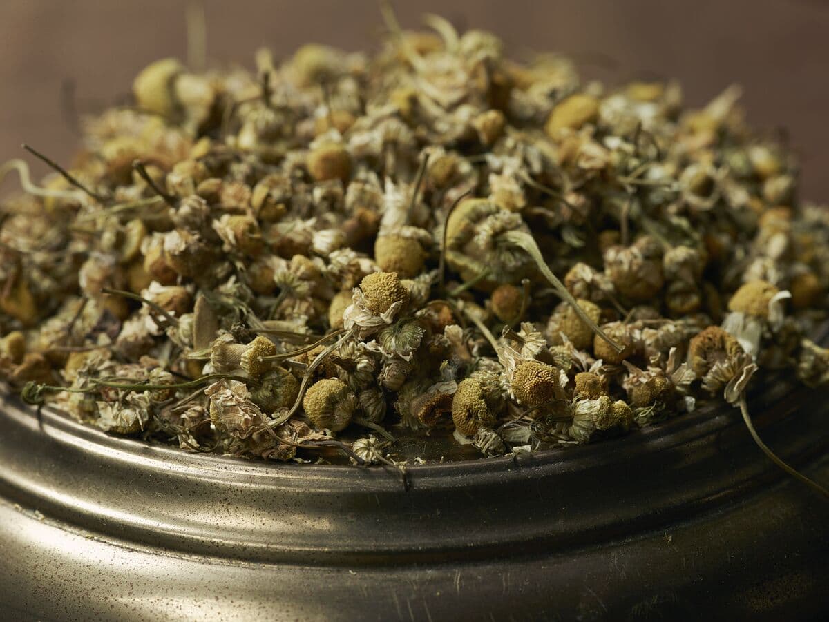 Botanical Chamomile