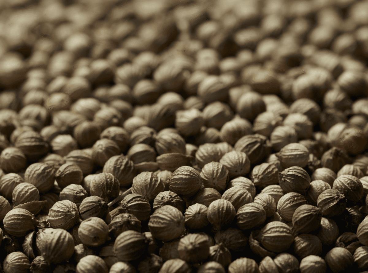 Botanical Coriander seeds