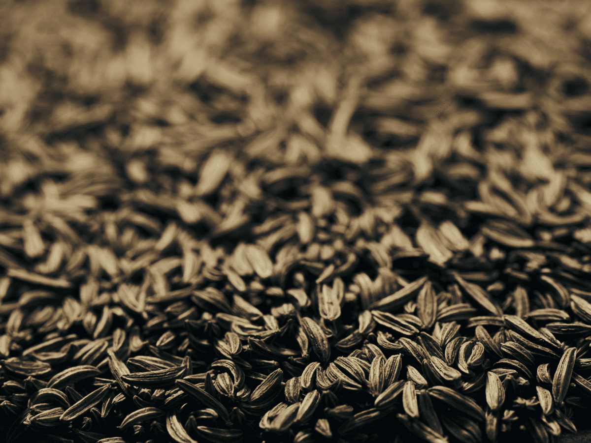 Botanical Caraway seeds